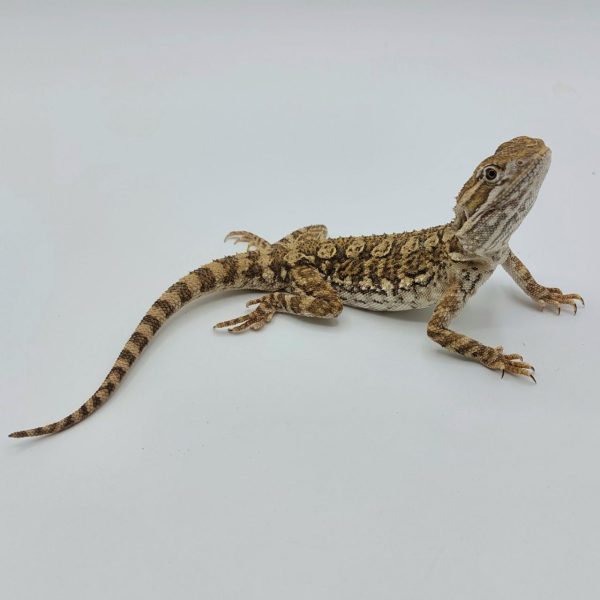 terrario compra venta online pogona henrylawsoni dragón barbudo enano bearbed dragón reptil agamido red hypo trans rankin