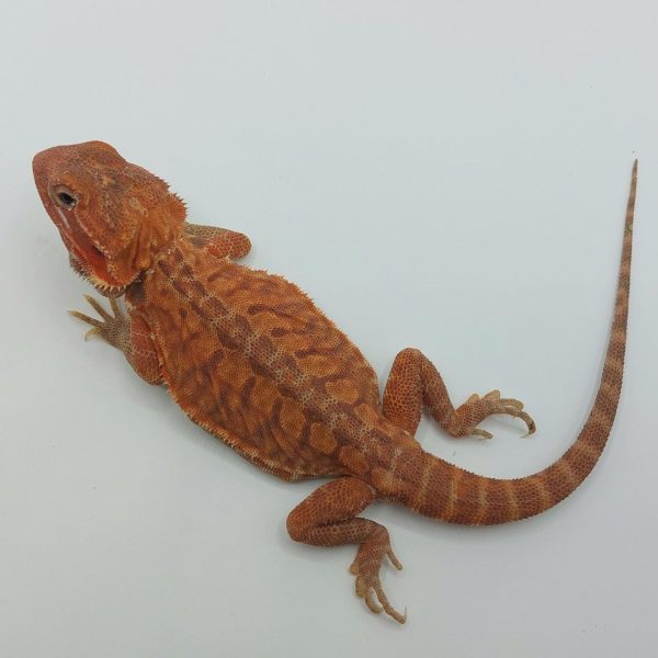 terrario compra venta online pogona vitticeps dragón barbudo bearbed dragón reptil agamido red hypo trans