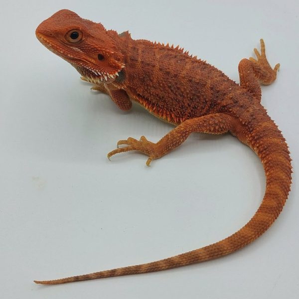 terrario compra venta online pogona vitticeps dragón barbudo bearbed dragón reptil agamido red hypo trans