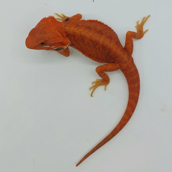 terrario compra venta online pogona vitticeps dragón barbudo bearbed dragón reptil agamido red hypo trans