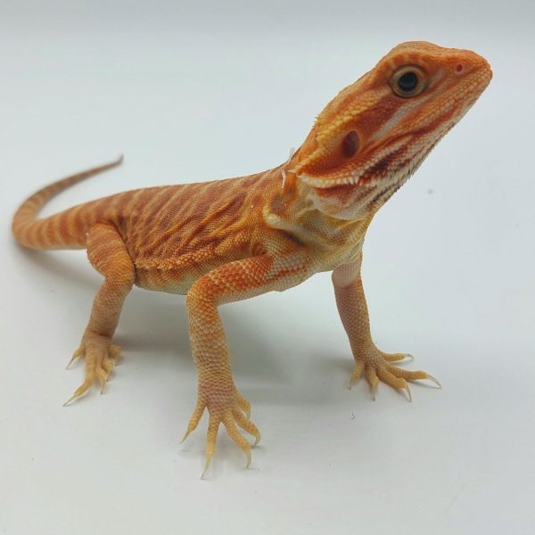 terrario compra venta online pogona vitticeps dragón barbudo bearbed dragón reptil agamido red hypo trans