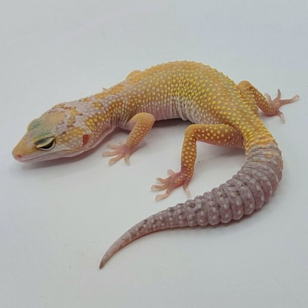 Gecko Leopardo – Eublepharis macularius
