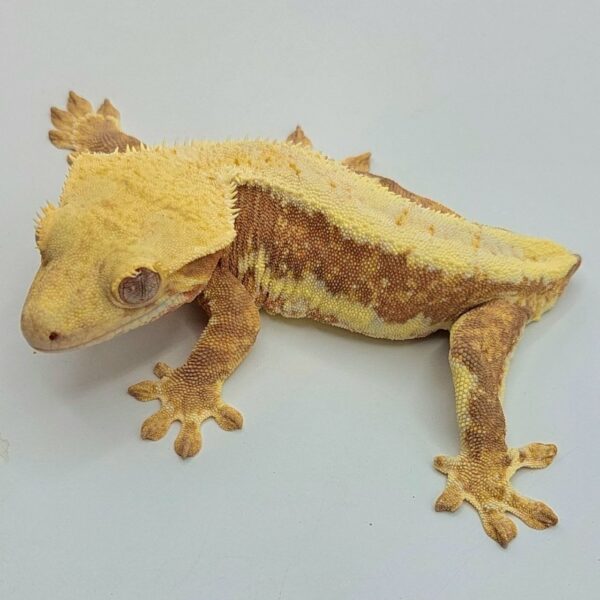 Gecko Crestado (Correlophus ciliatus)