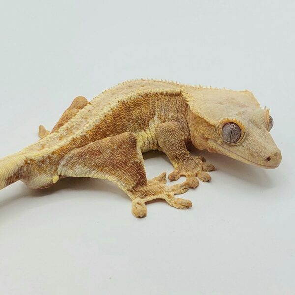 Gecko crestado – Correlophus ciliatus