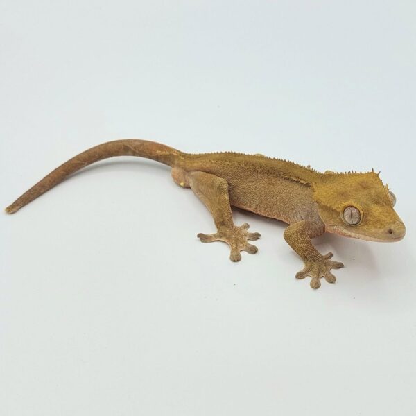Gecko crestado – Correlophus ciliatus