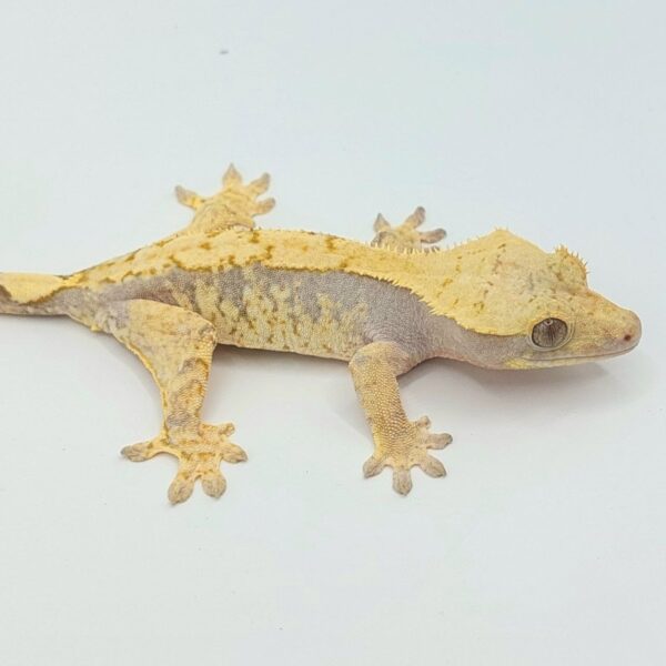 Gecko crestado – Correlophus ciliatus