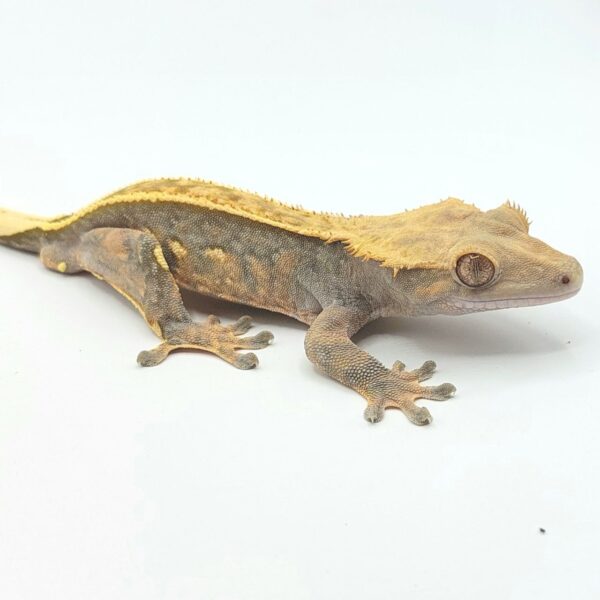 Gecko crestado – Correlophus ciliatus