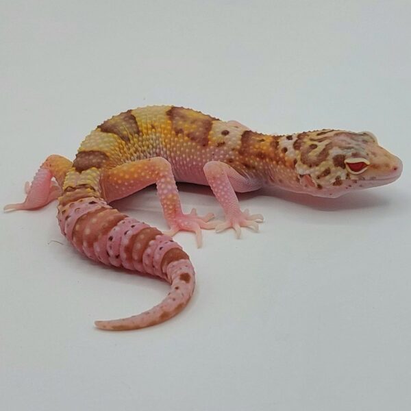 Gecko Leopardo – Eublepharis macularius