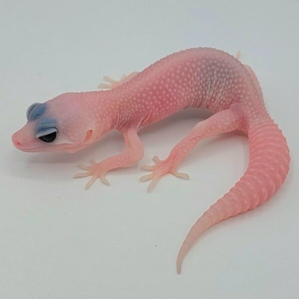 Gecko Leopardo – Eublepharis macularius