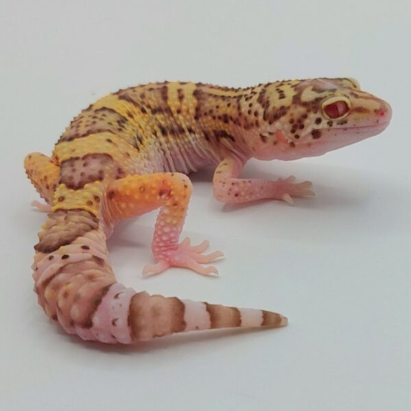 Gecko Leopardo – Eublepharis macularius