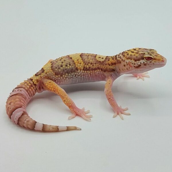 Gecko Leopardo – Eublepharis macularius