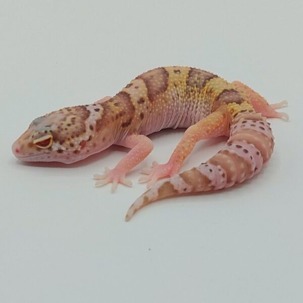Gecko Leopardo – Eublepharis macularius