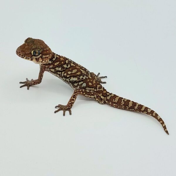 Gecko pantera – Paroedura picta