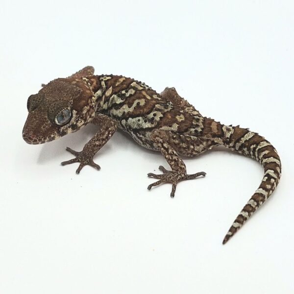 Gecko pantera – Paroedura picta
