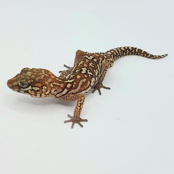 Gecko pantera – Paroedura picta
