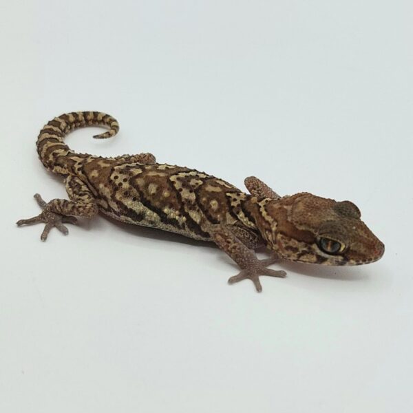 Gecko pantera – Paroedura picta