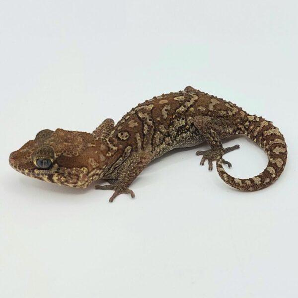 Gecko pantera – Paroedura picta