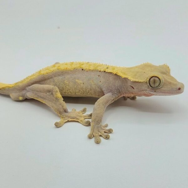 Gecko crestado – Correlophus ciliatus