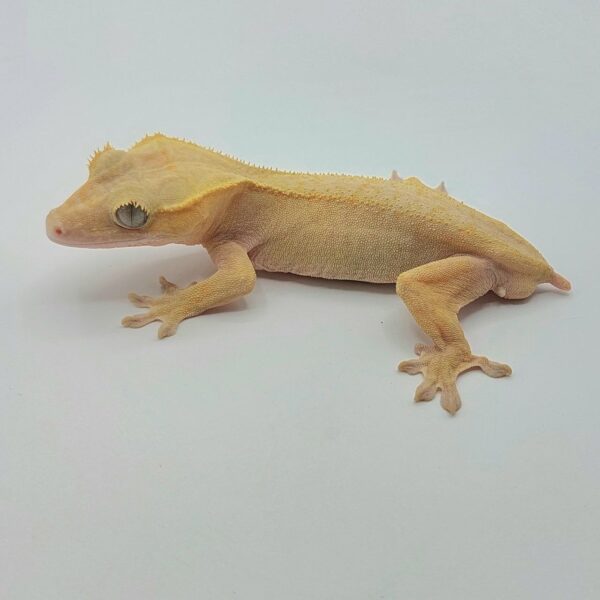 Gecko crestado – Correlophus ciliatus