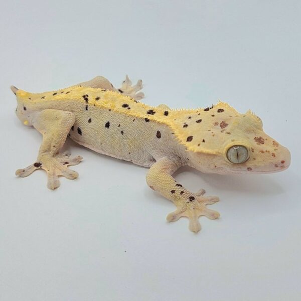 Gecko crestado – Correlophus ciliatus