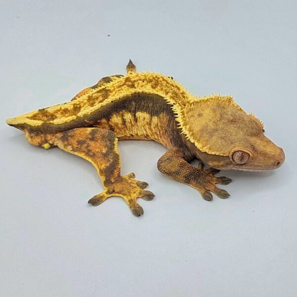 Gecko crestado – Correlophus ciliatus