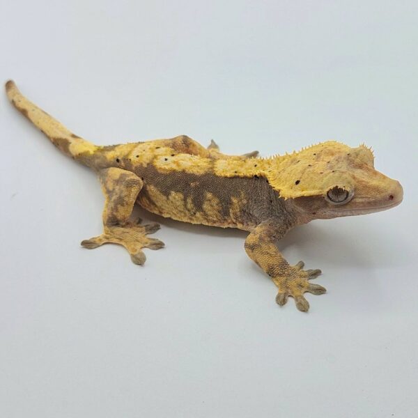 Gecko crestado – Correlophus ciliatus