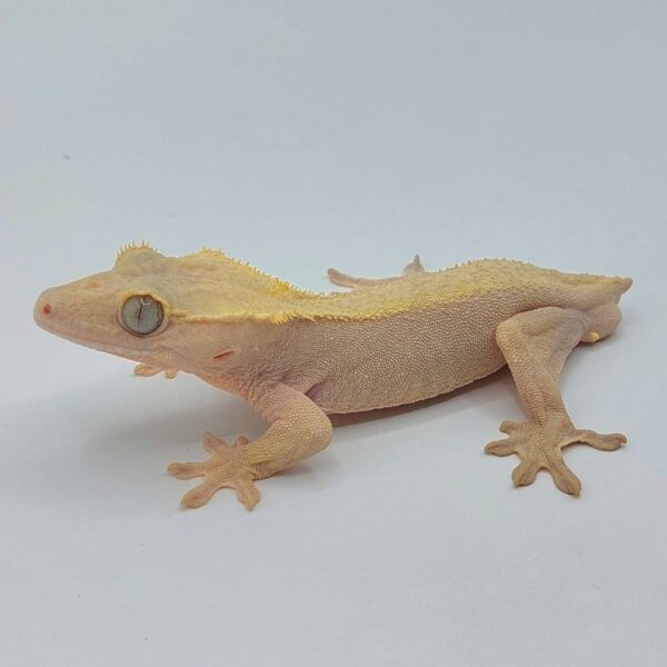 Gecko crestado – Correlophus ciliatus