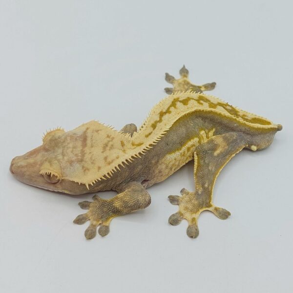 Gecko crestado – Correlophus ciliatus