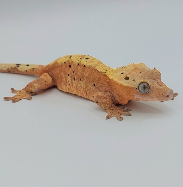Gecko crestado – Correlophus ciliatus