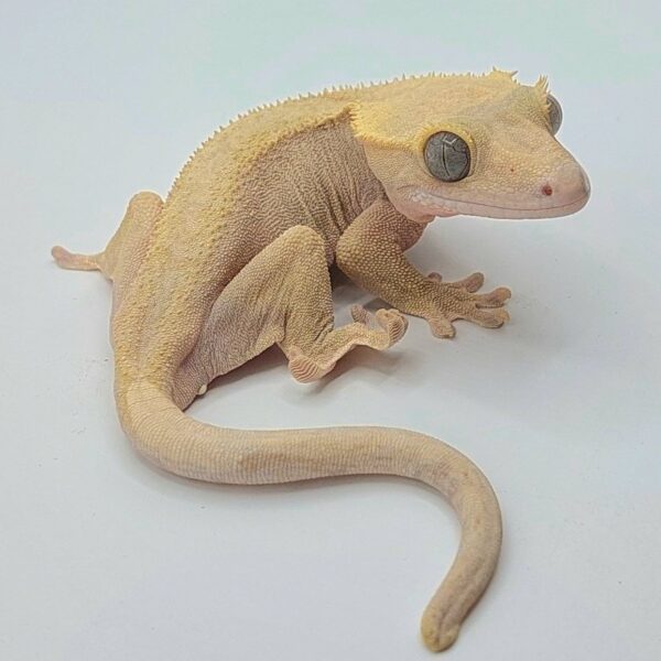 Gecko crestado – Correlophus ciliatus