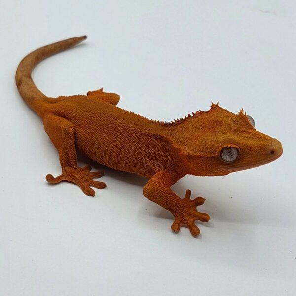 Gecko crestado – Correlophus ciliatus