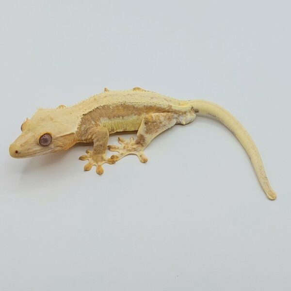 Gecko crestado – Correlophus ciliatus