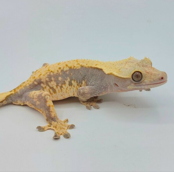 Gecko crestado – Correlophus ciliatus