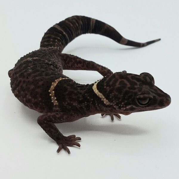 Gecko de Cueva de Hainan – Goniurosaurus hainanensis