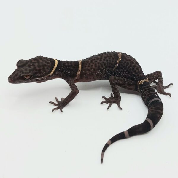 Gecko de Cueva de Hainan – Goniurosaurus hainanensis