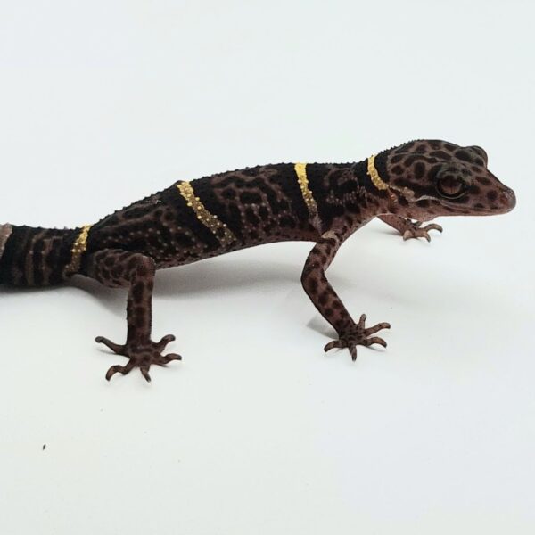 Gecko de Cueva de Hainan – Goniurosaurus hainanensis