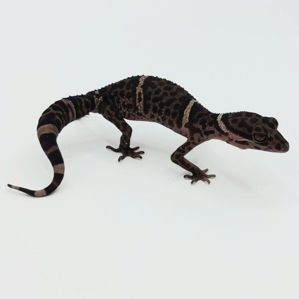 Gecko de Cueva de Hainan – Goniurosaurus hainanensis