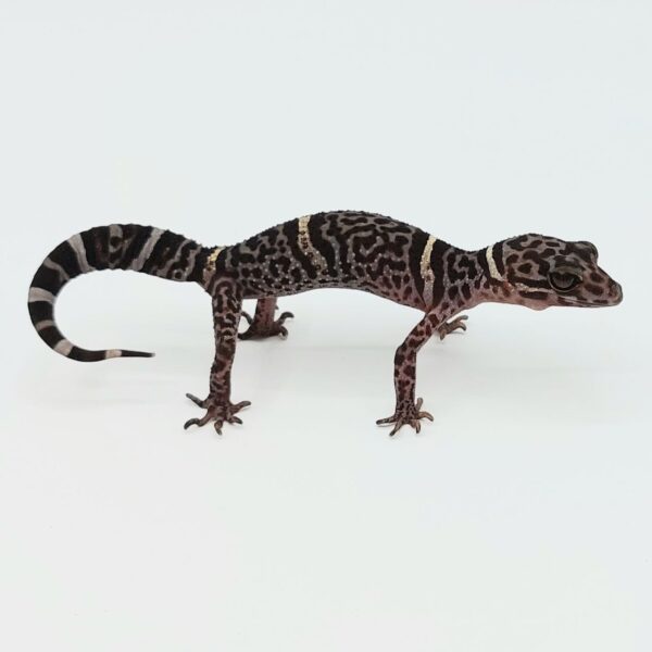Gecko de Cueva de Hainan – Goniurosaurus hainanensis