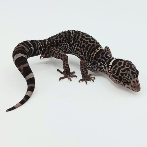 Gecko de Cueva de Hainan – Goniurosaurus hainanensis