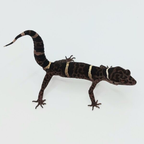 Gecko de Cueva de Hainan – Goniurosaurus hainanensis