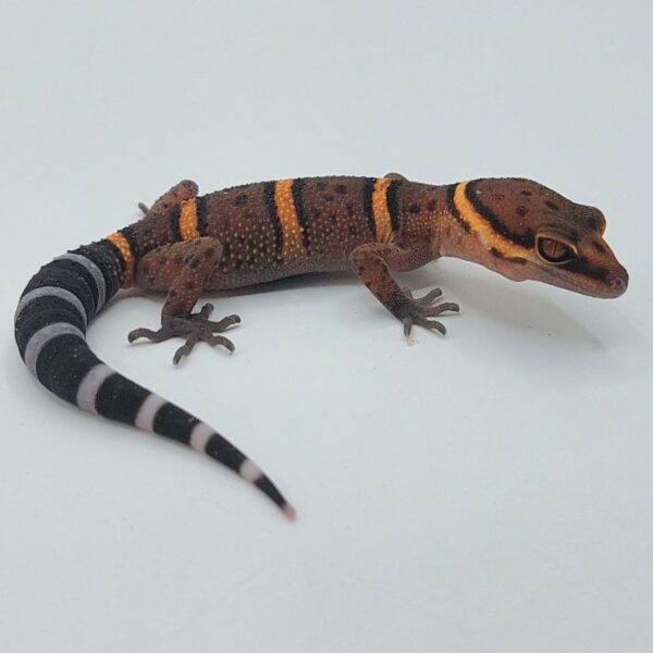 GECKO LEOPARDO DE BAWANGLING- Goniurosaurus bawanglingensis