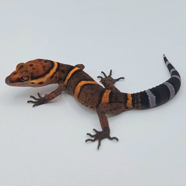 GECKO LEOPARDO DE BAWANGLING- Goniurosaurus bawanglingensis