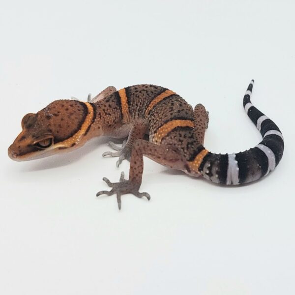 GECKO LEOPARDO DE BAWANGLING- Goniurosaurus bawanglingensis