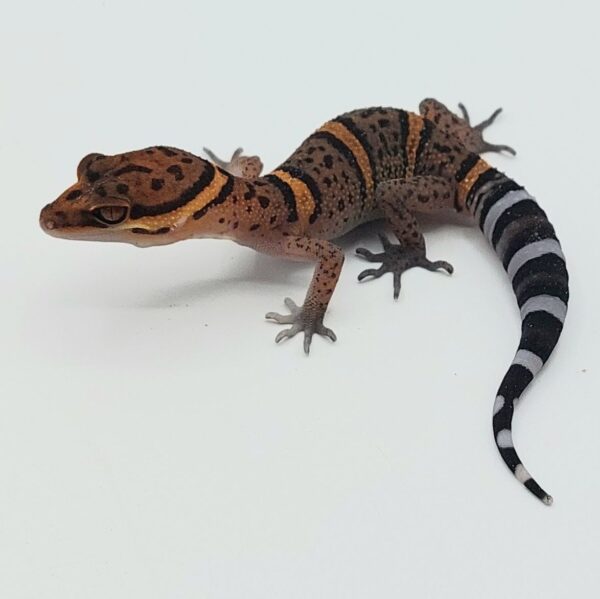 GECKO LEOPARDO DE BAWANGLING- Goniurosaurus bawanglingensis