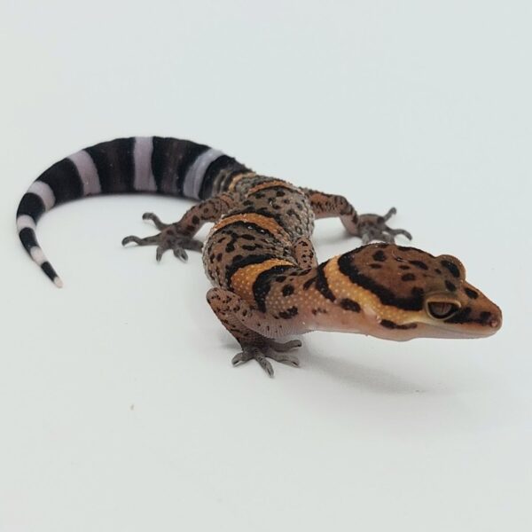 GECKO LEOPARDO DE BAWANGLING- Goniurosaurus bawanglingensis