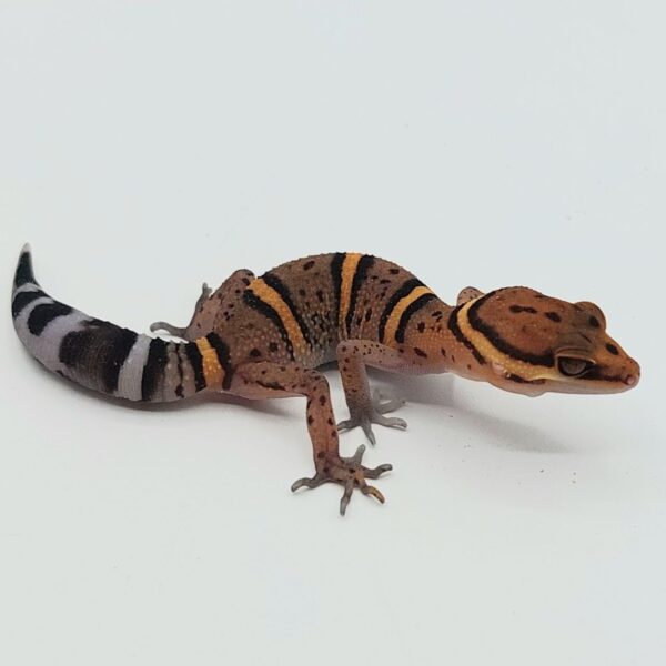 GECKO LEOPARDO DE BAWANGLING- Goniurosaurus bawanglingensis