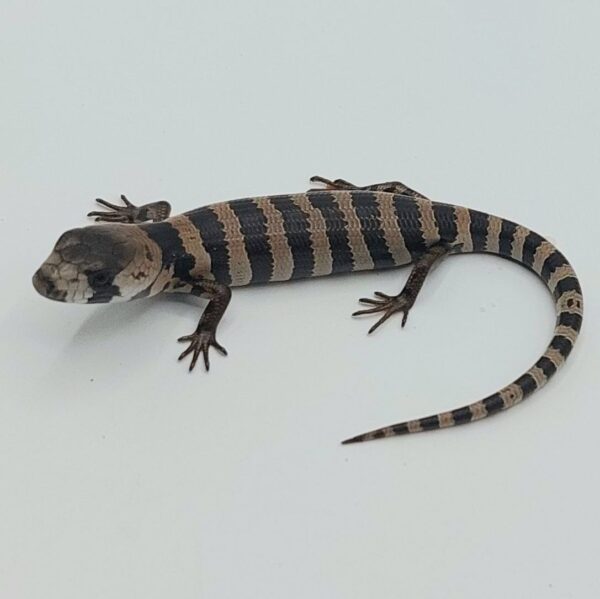 Tiliqua arborícola de lengua rosa – Cyclodomorphus gerrardii