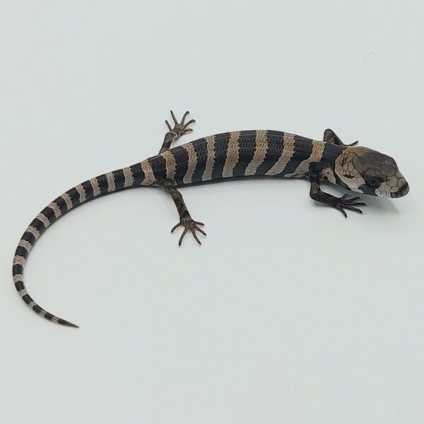Tiliqua arborícola de lengua rosa – Cyclodomorphus gerrardii