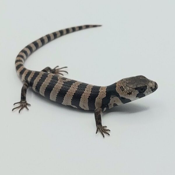Tiliqua arborícola de lengua rosa – Cyclodomorphus gerrardii