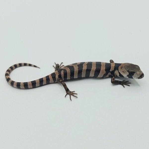 Tiliqua arborícola de lengua rosa – Cyclodomorphus gerrardii